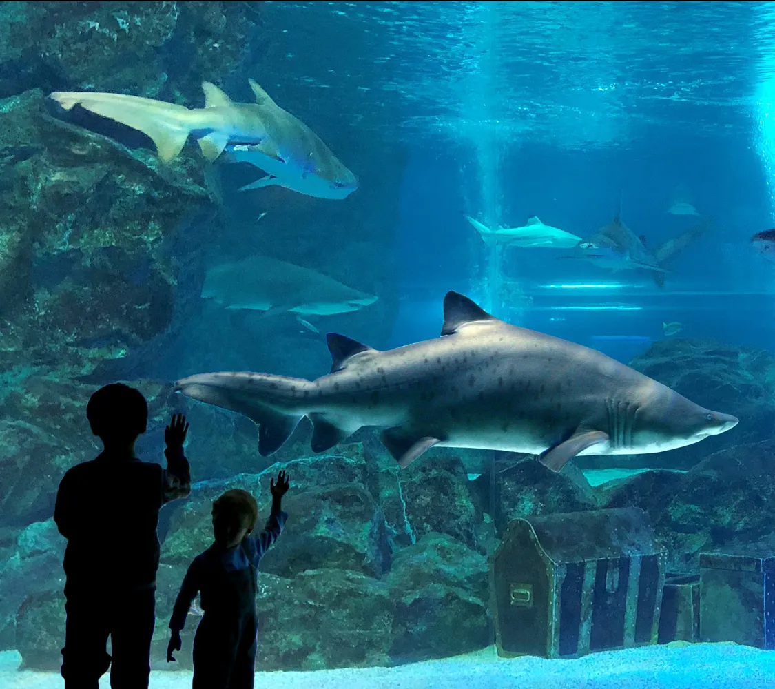 Coex Aquarium