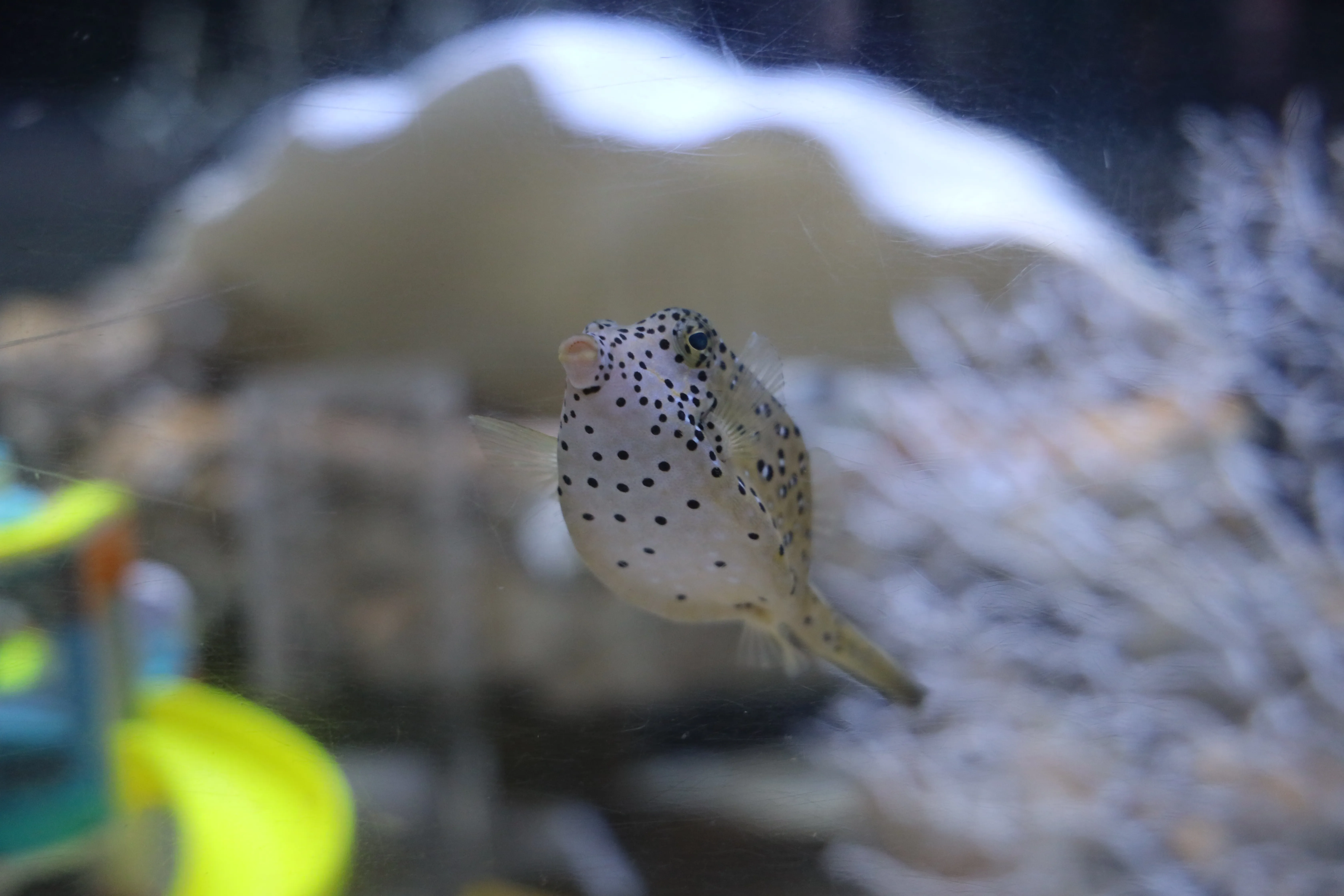  Yellow boxfish at Coex Aquarium