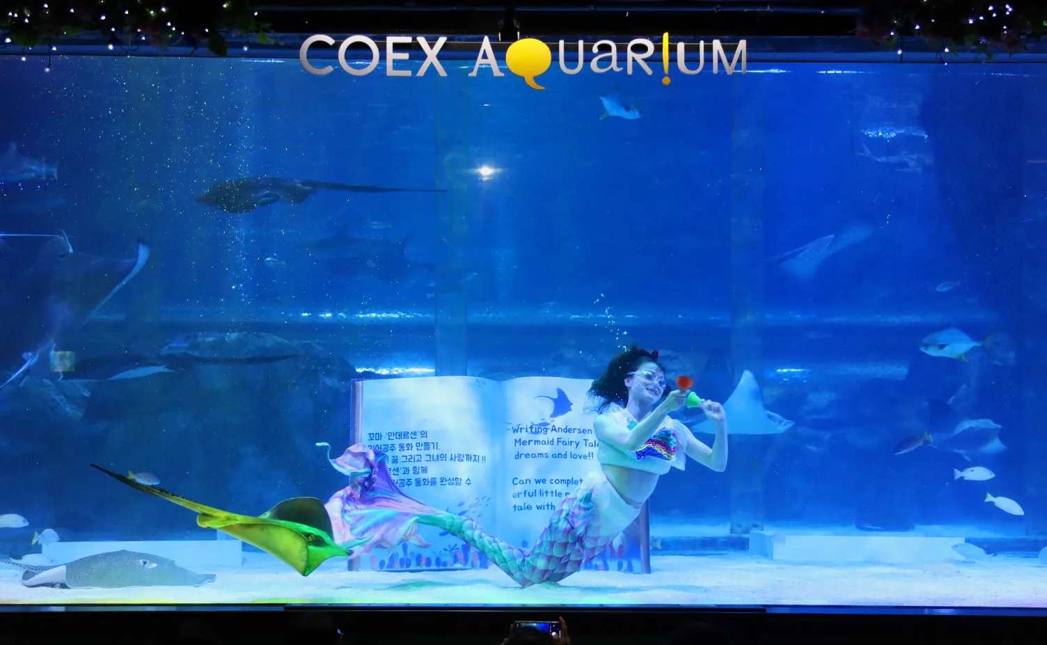 Mermaid show of Coex aquarium 