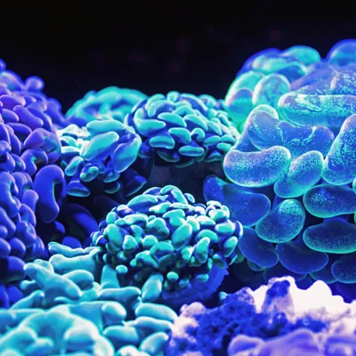 Coral David Clode 576047 Unsplash