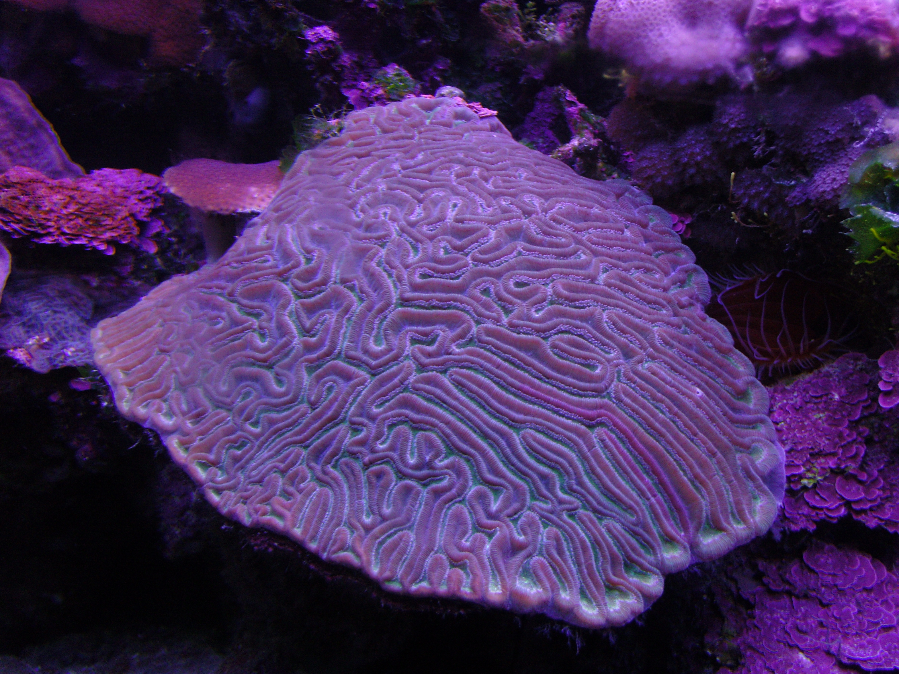 Purple Flat Brain Coral