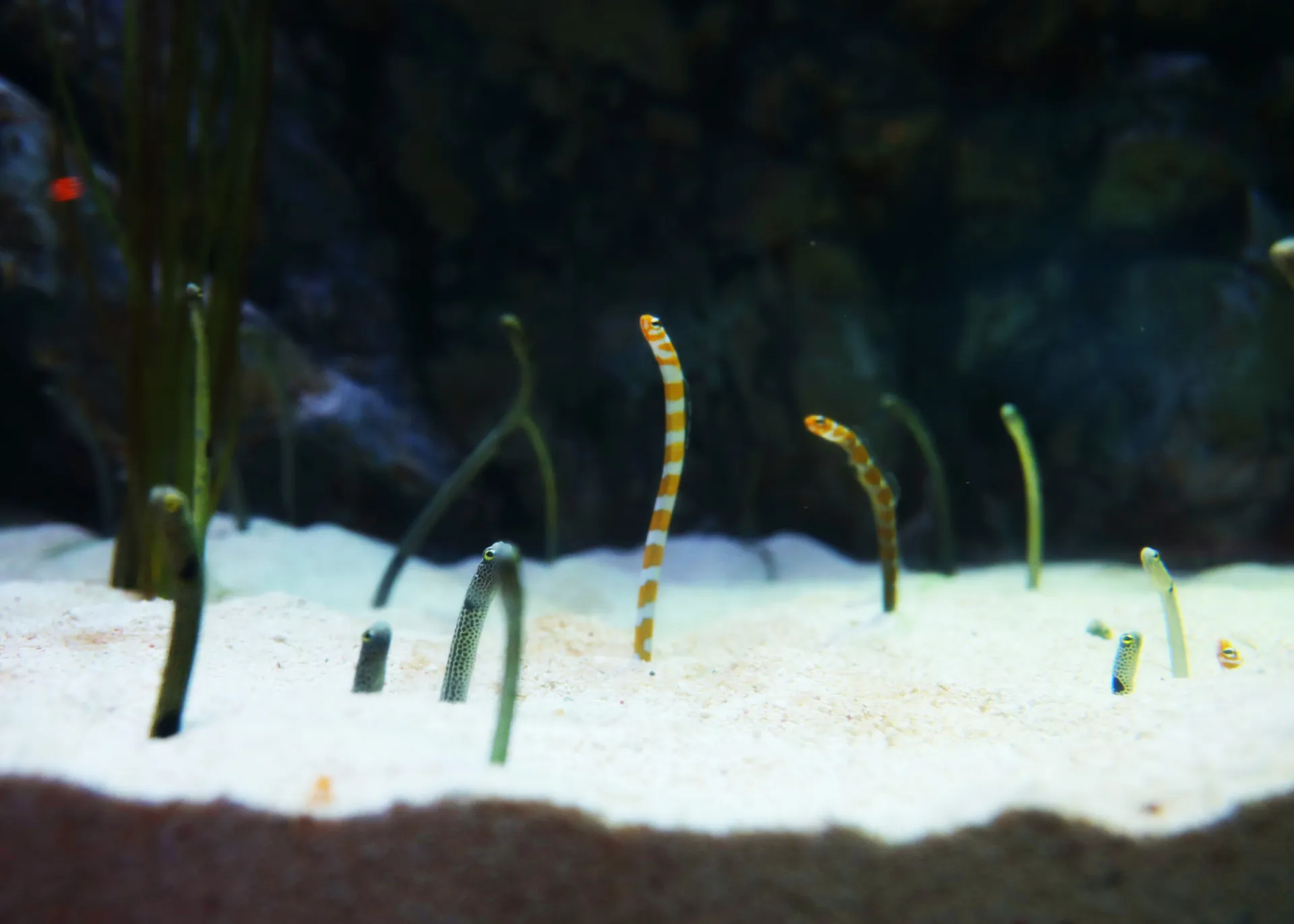 Coex Eel