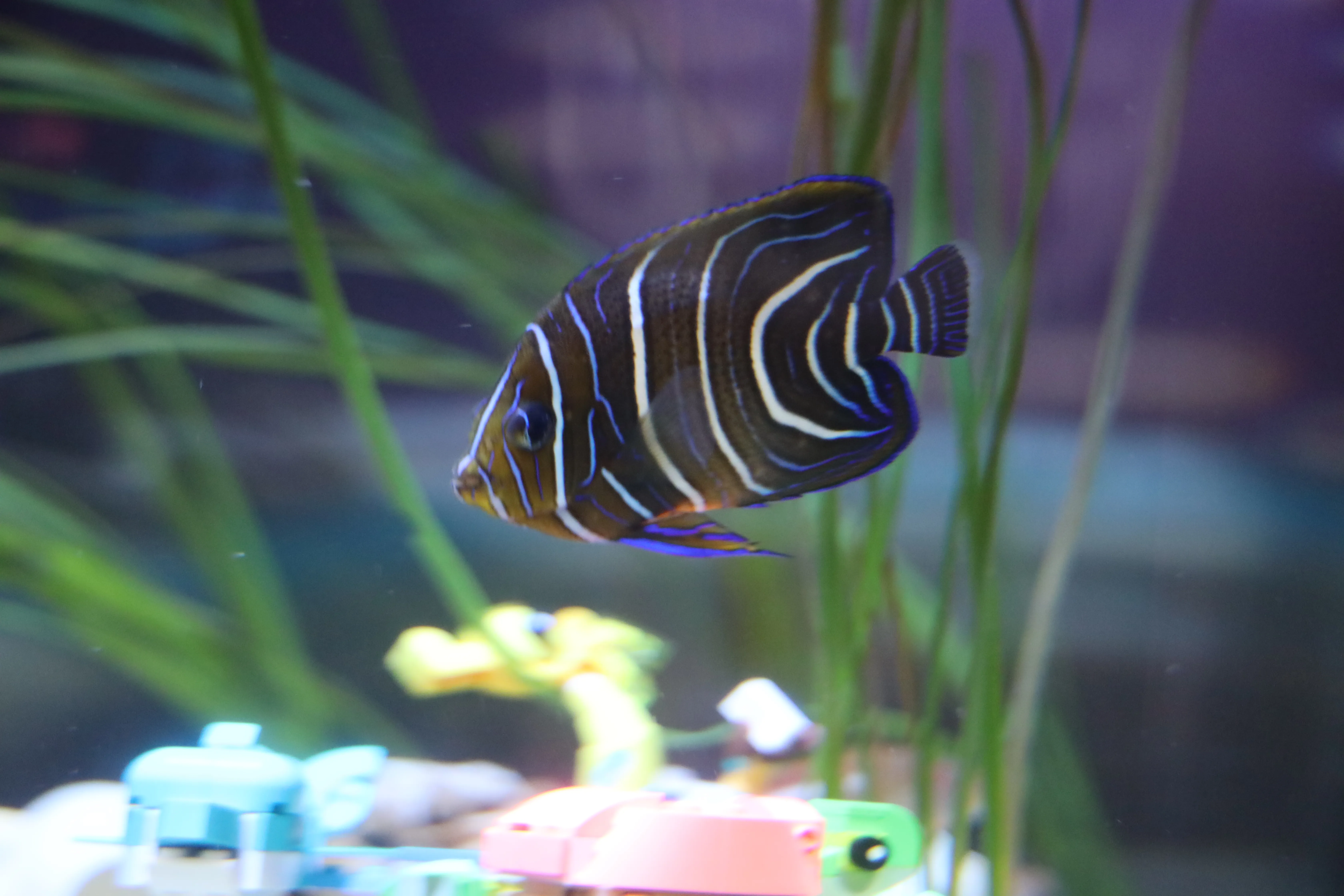 Fish in wonderland