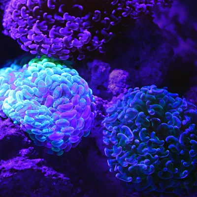 Coral David Clode 483981 Unsplash