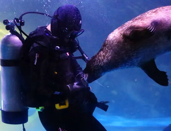 Seal feeding show