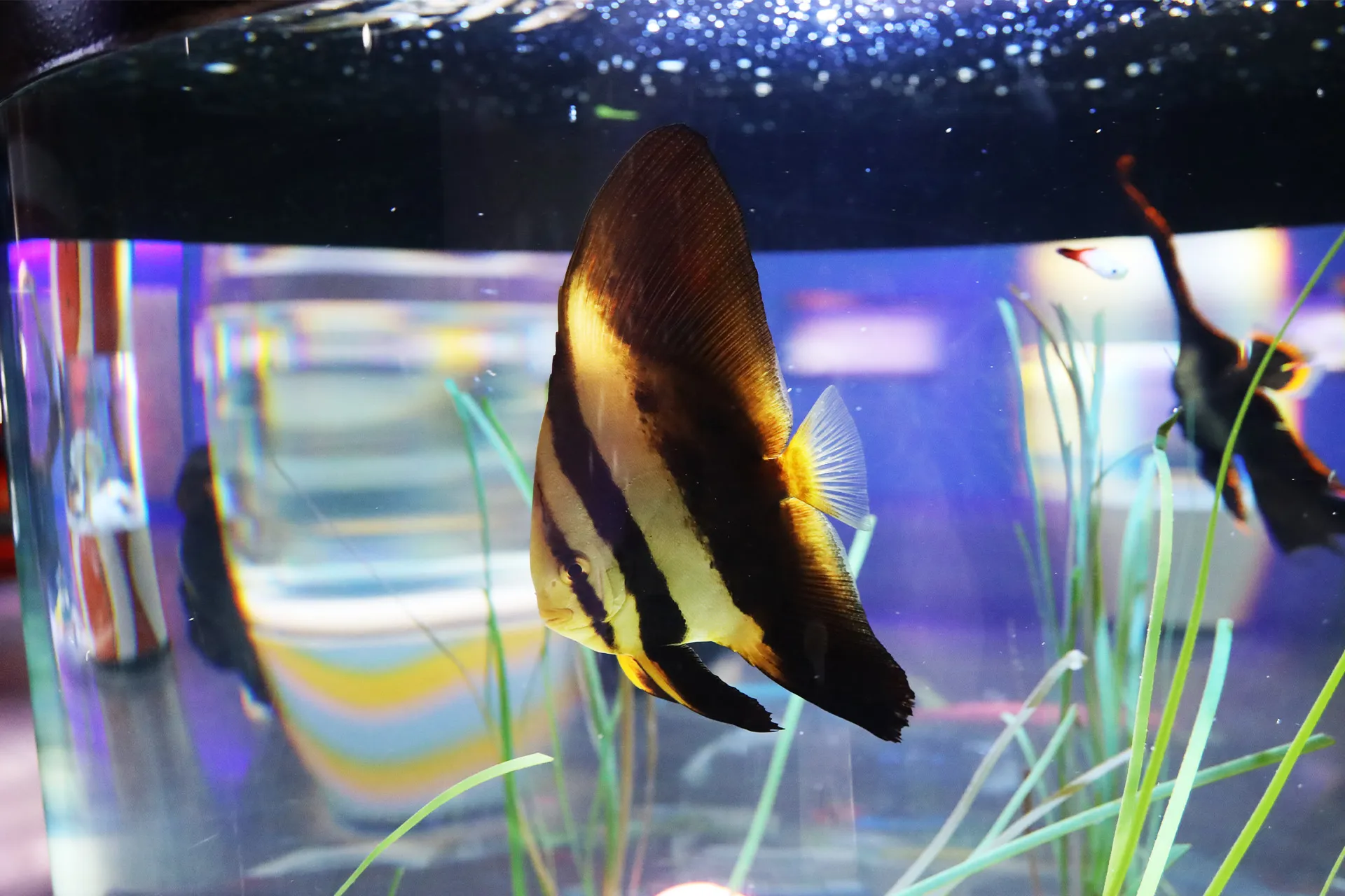 Longfin batfish at Coex aquarium