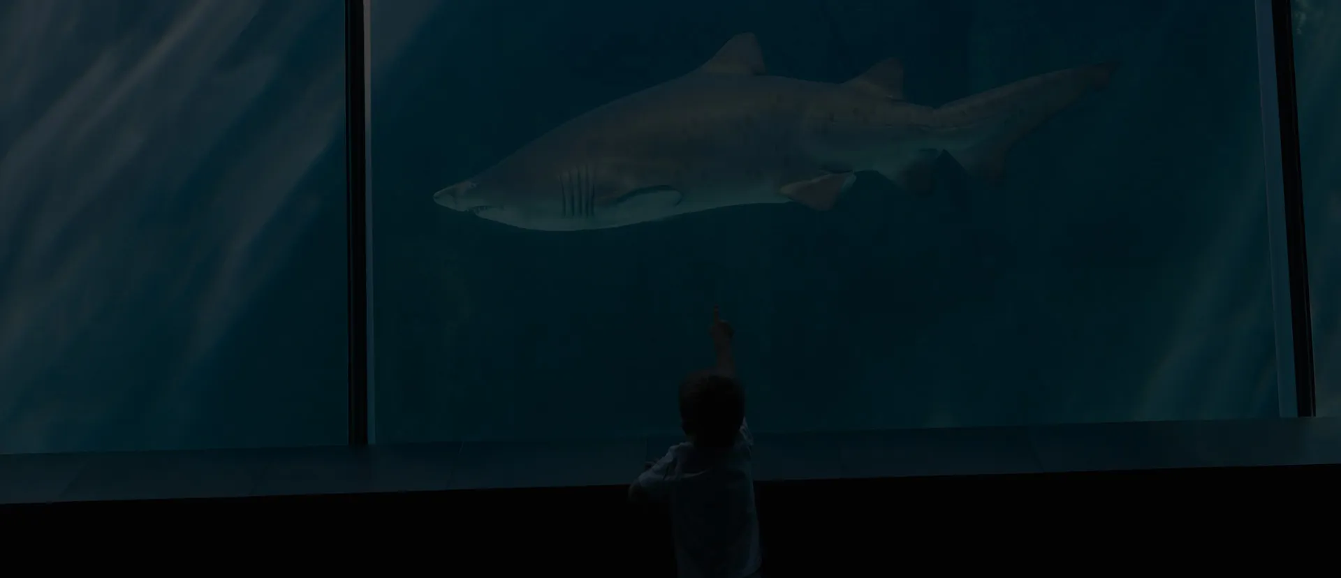 Coex Background - Shark