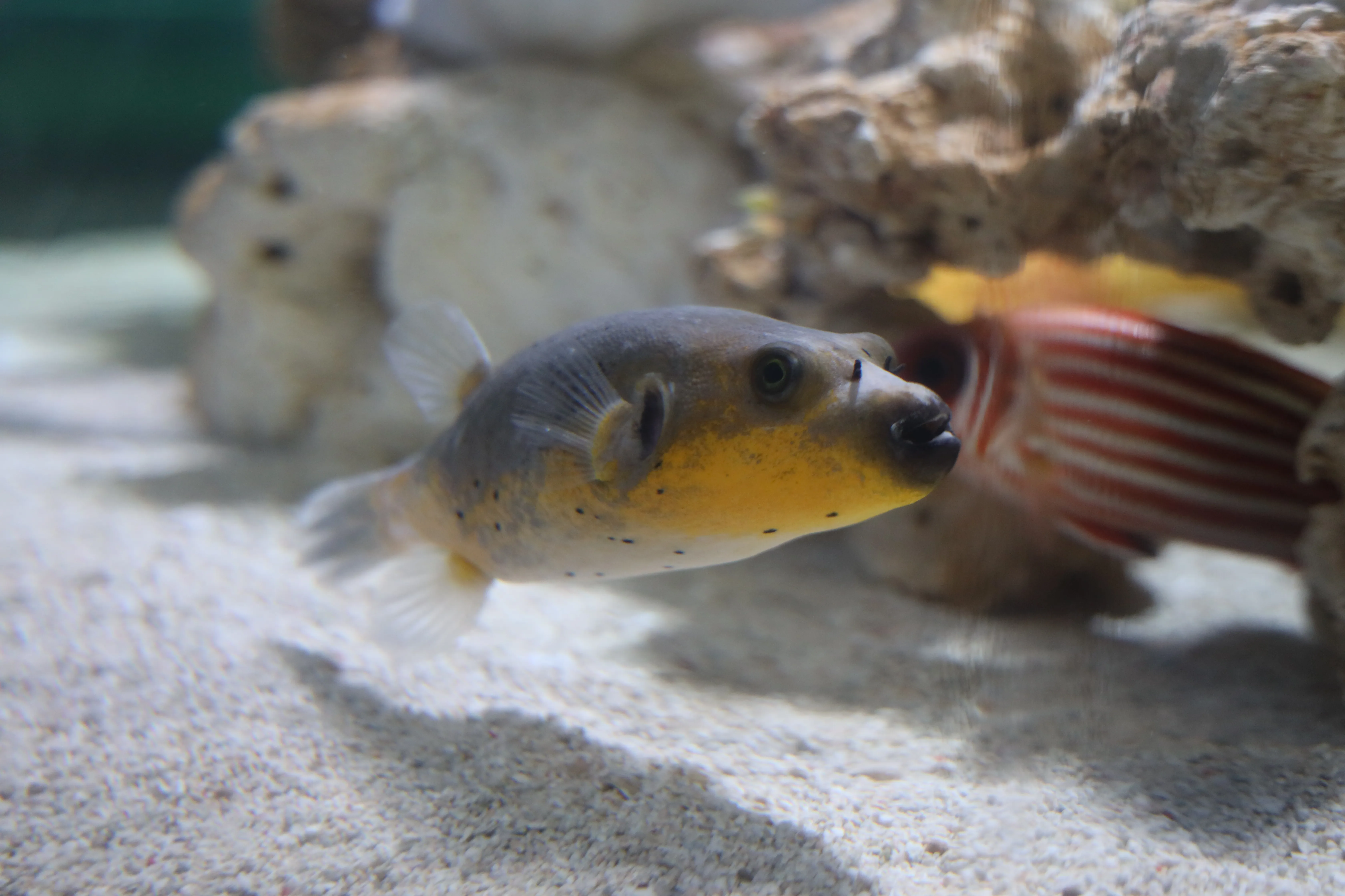 Blackspotted puffer at Coex Aquarium