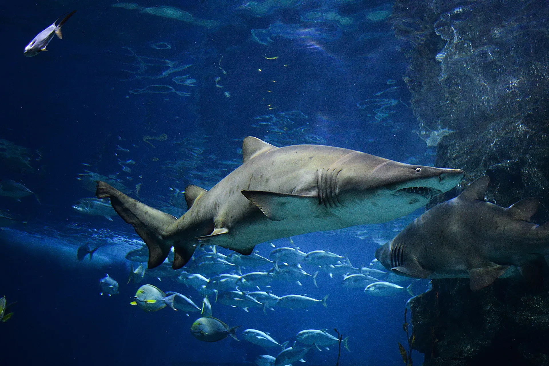 Coex Shark