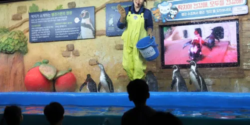 Feeding Penguin