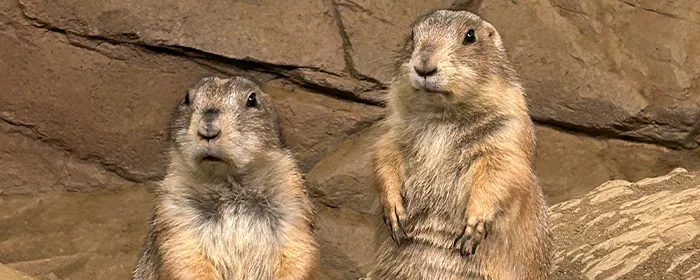 Prairie dog at Coex aquarium